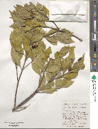 Pyrenaria microcarpa image