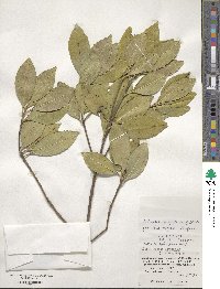 Pyrenaria microcarpa image