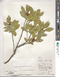 Pyrenaria microcarpa image