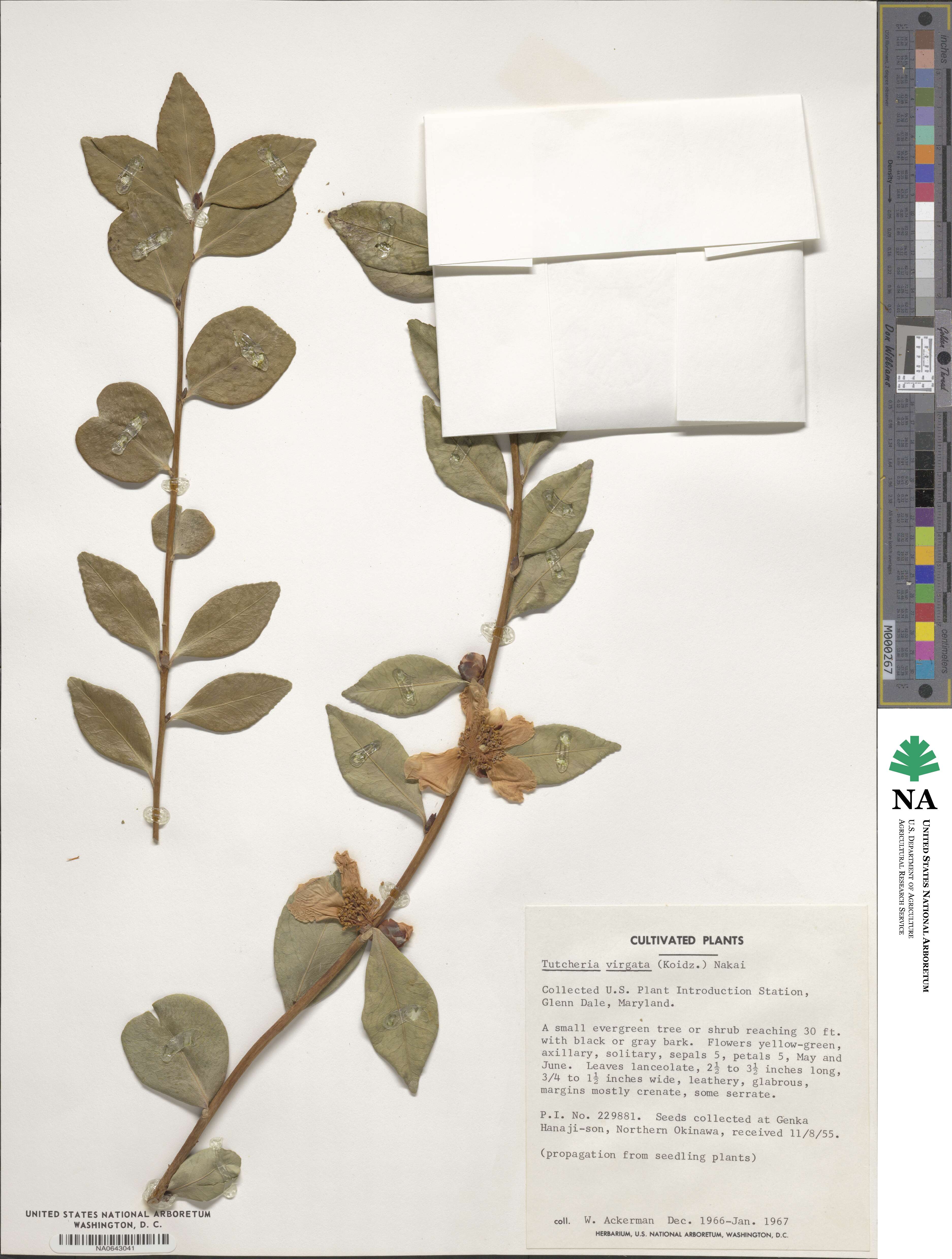 Pyrenaria microcarpa image