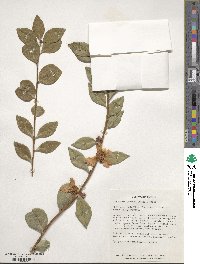 Pyrenaria microcarpa image