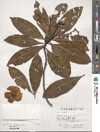 Gordonia lasianthus image