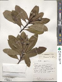 Gordonia lasianthus image