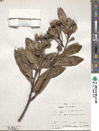 Gordonia lasianthus image