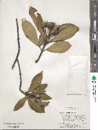 Gordonia lasianthus image