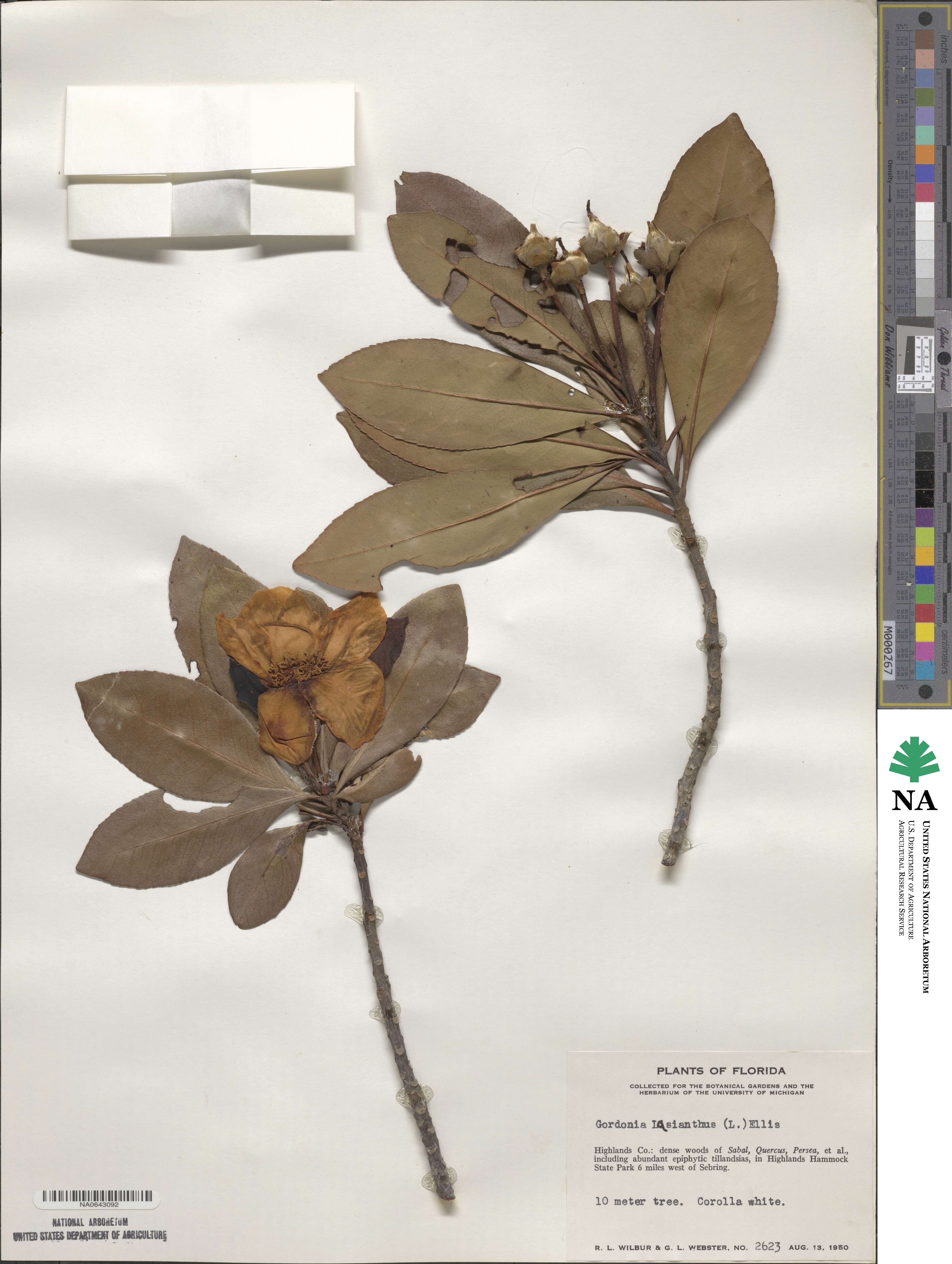 Gordonia lasianthus image