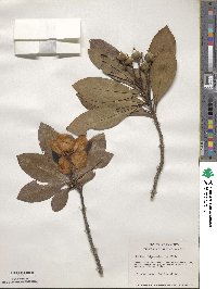 Gordonia lasianthus image