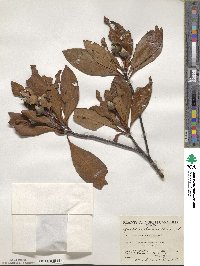 Gordonia lasianthus image