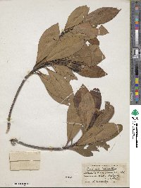 Gordonia lasianthus image