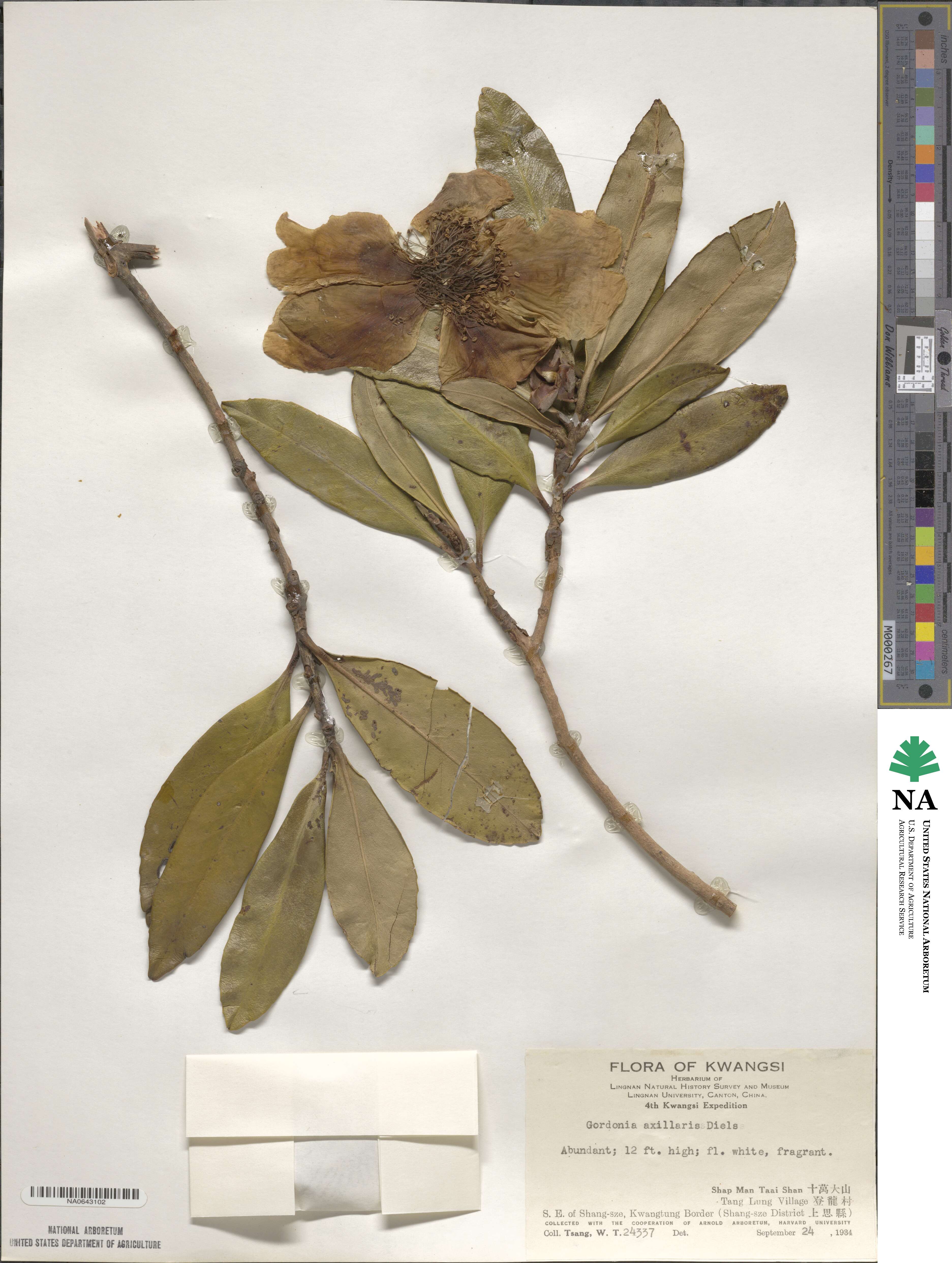 Polyspora axillaris image