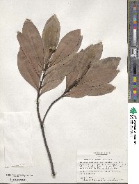 Gordonia lasianthus image