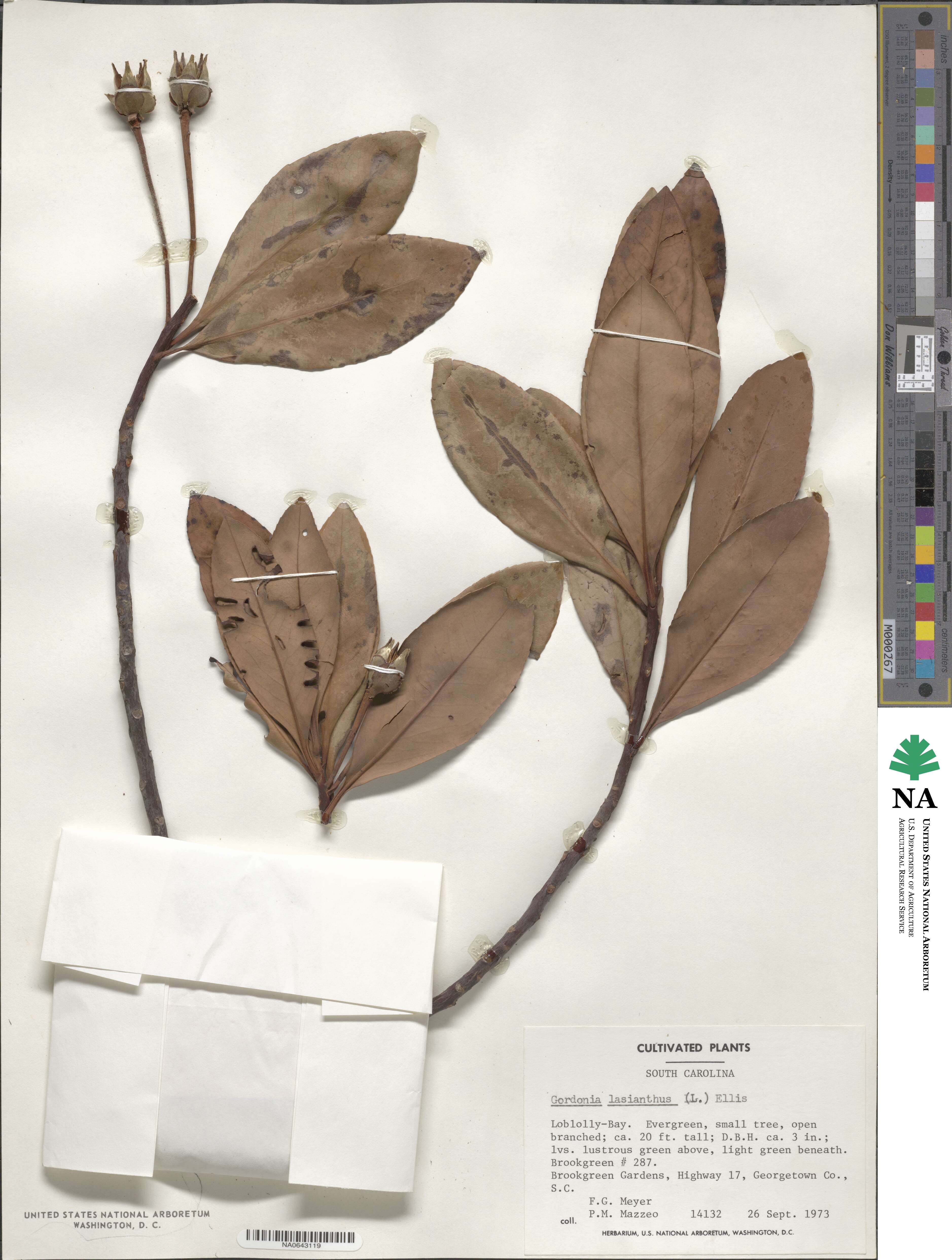 Gordonia lasianthus image