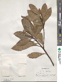 Gordonia lasianthus image