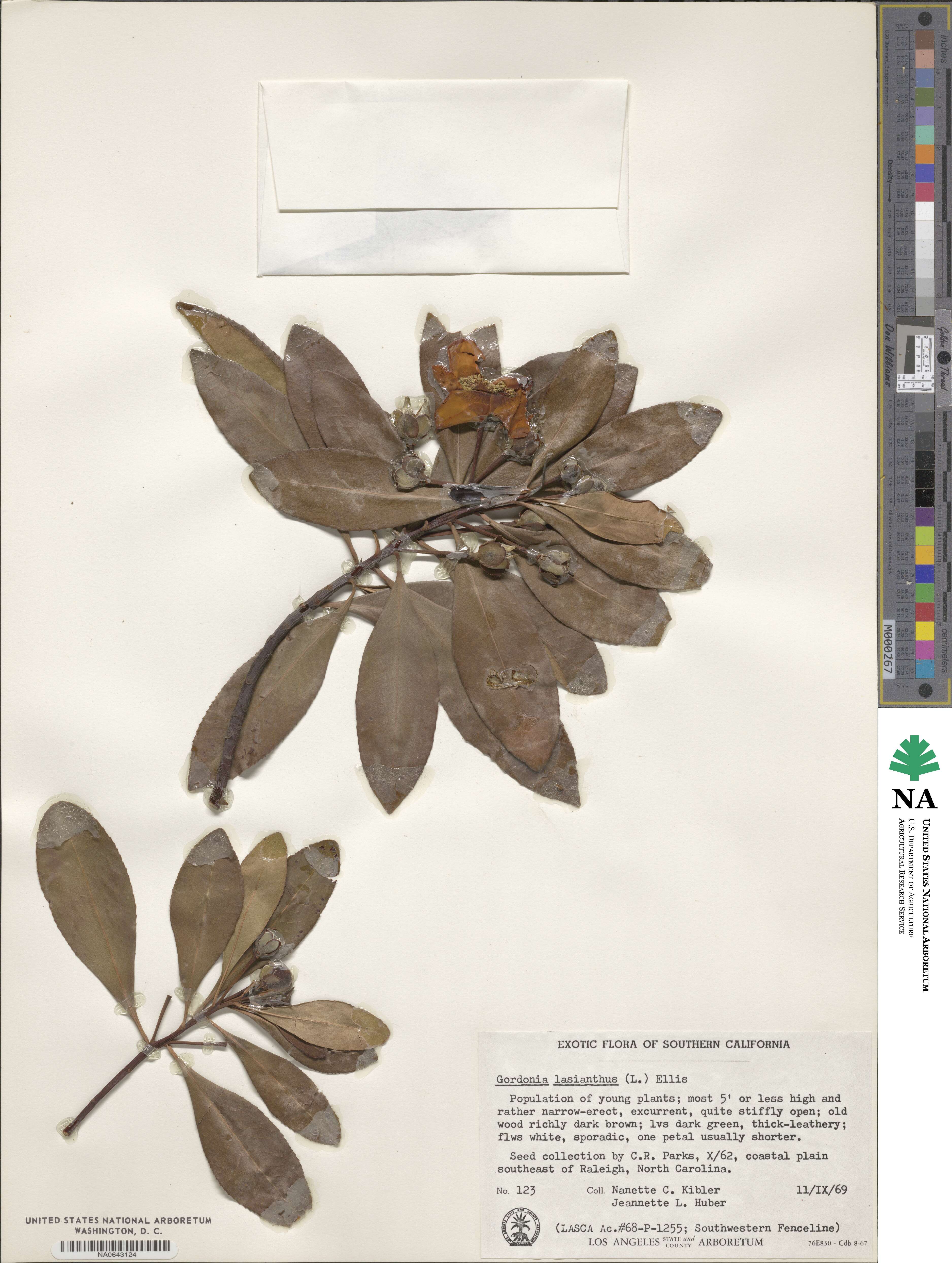 Gordonia image
