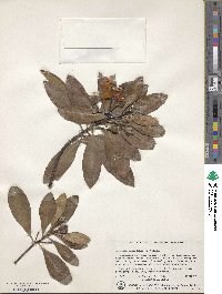 Gordonia lasianthus image