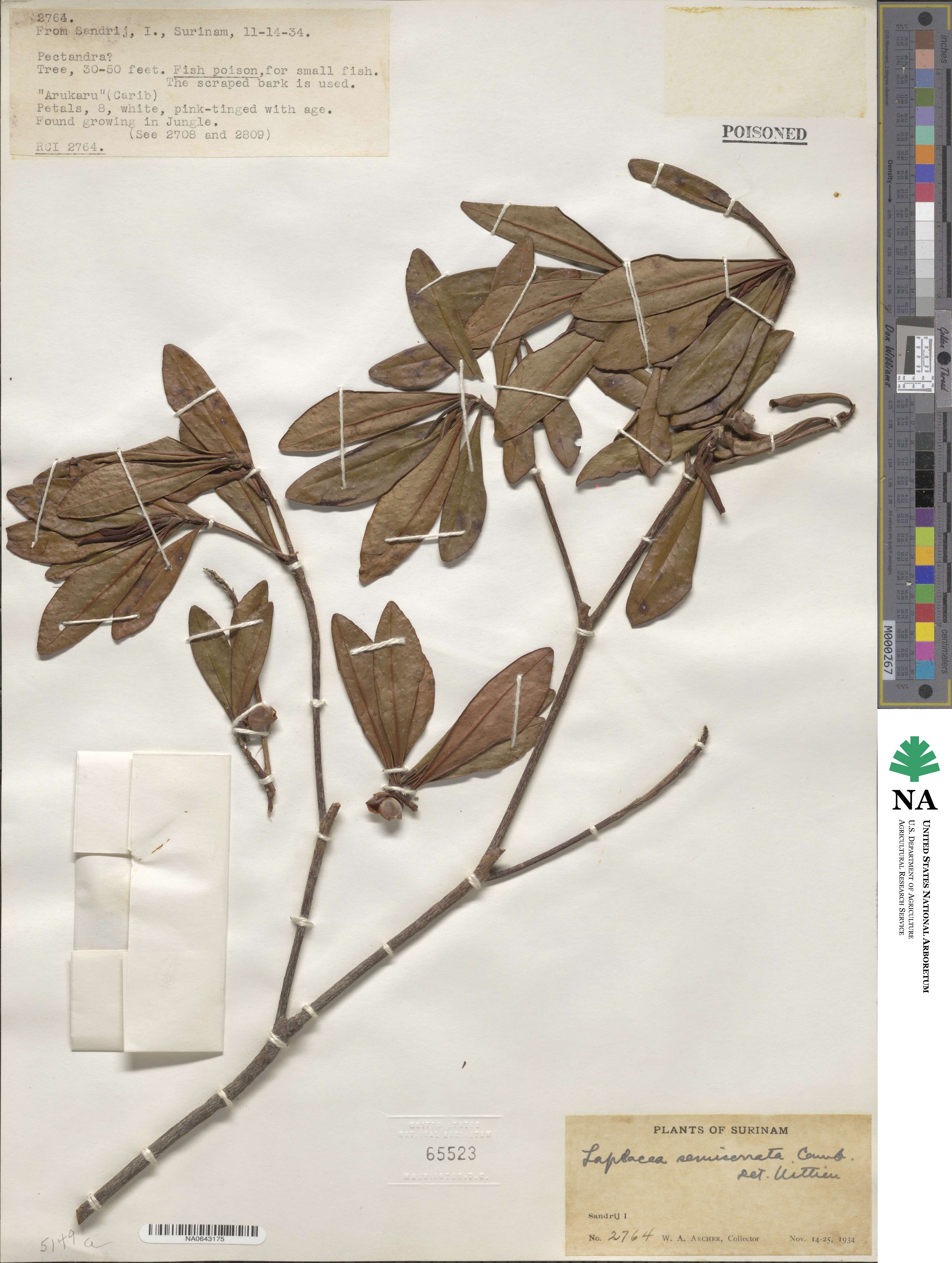 Gordonia fruticosa image