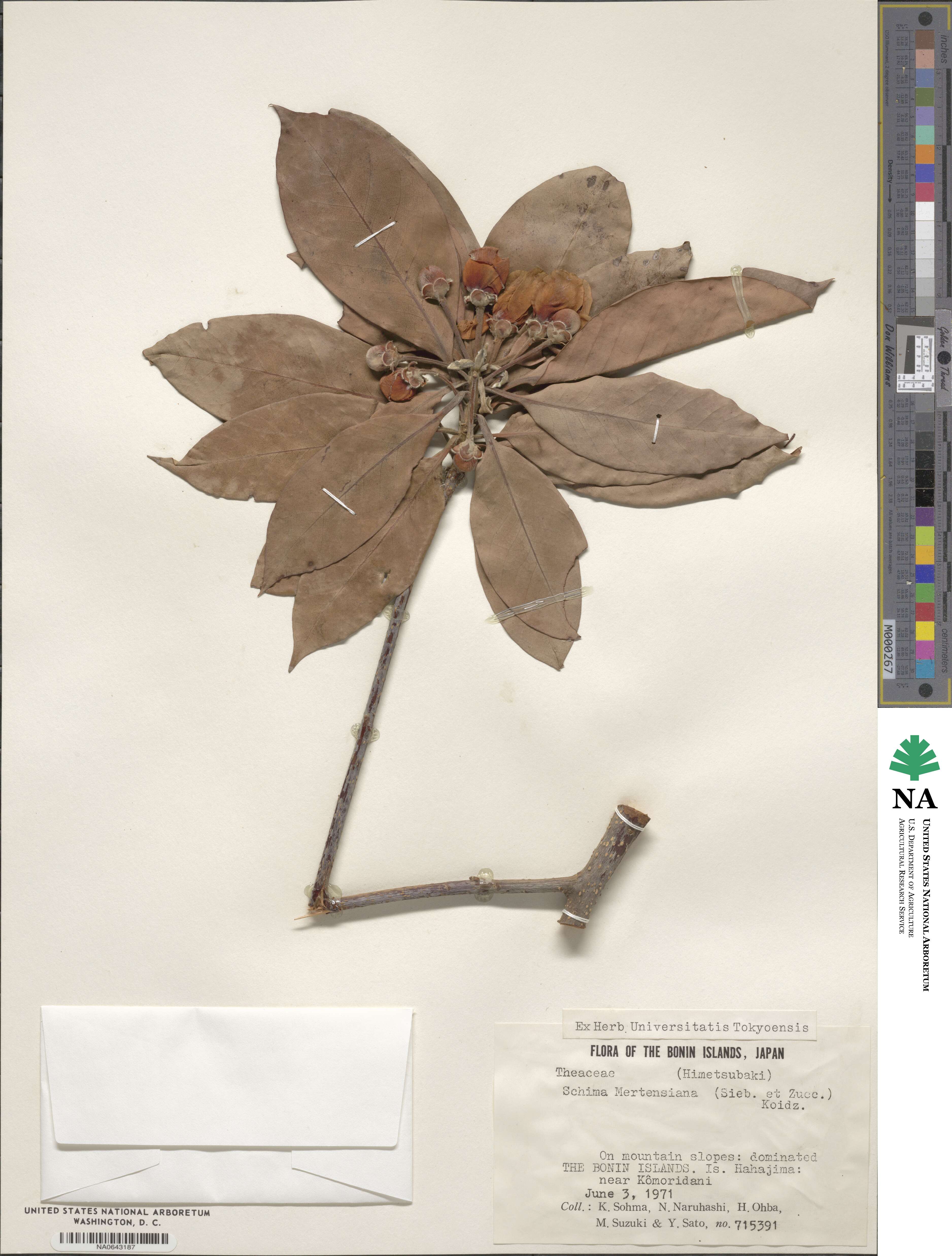 Schima mertensiana image