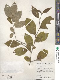 Image of Stewartia malacodendron