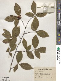 Stewartia malacodendron image