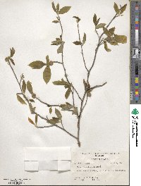 Stewartia malacodendron image