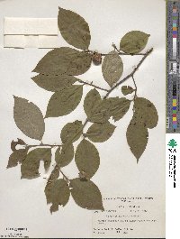 Stewartia malacodendron image