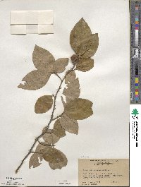 Stewartia malacodendron image