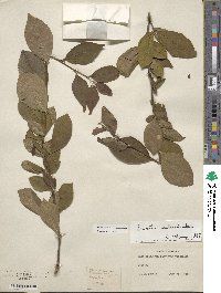 Stewartia malacodendron image