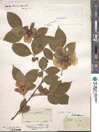 Stewartia malacodendron image