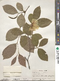 Stewartia malacodendron image