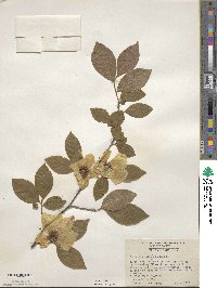 Stewartia malacodendron image