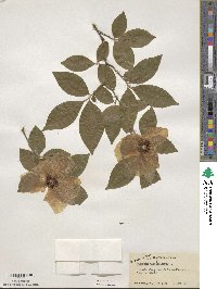 Stewartia malacodendron image