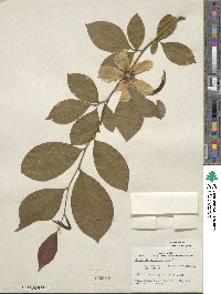 Stewartia malacodendron image