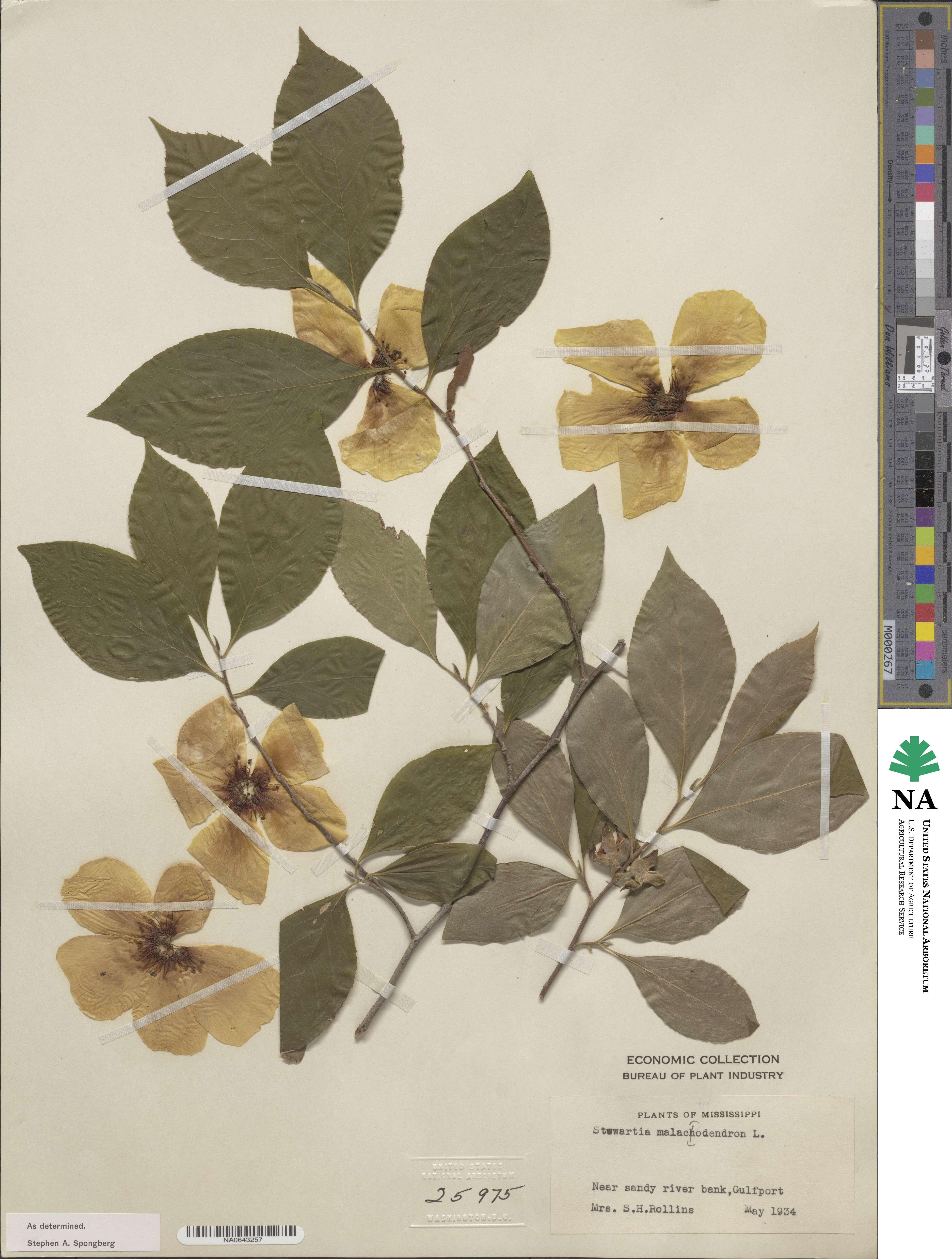 Stewartia malacodendron image