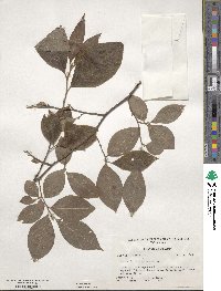 Stewartia malacodendron image