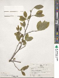 Stewartia malacodendron image