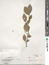 Stewartia malacodendron image