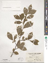 Stewartia malacodendron image