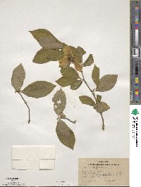 Stewartia malacodendron image