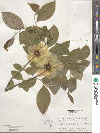 Stewartia malacodendron image