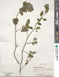 Stewartia malacodendron image