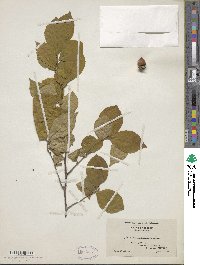 Stewartia malacodendron image