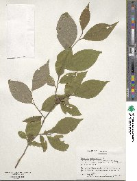 Stewartia malacodendron image