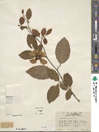 Stewartia malacodendron image