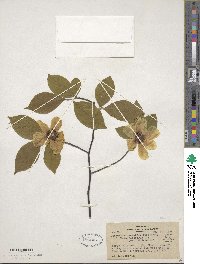 Stewartia ovata image