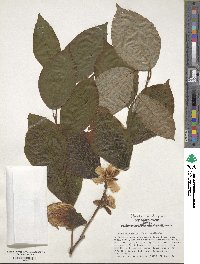 Stewartia ovata image