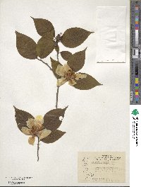 Stewartia ovata image