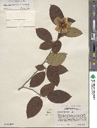 Stewartia ovata image