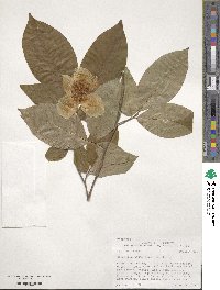 Stewartia ovata image