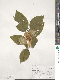 Stewartia ovata image