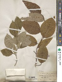 Stewartia ovata image